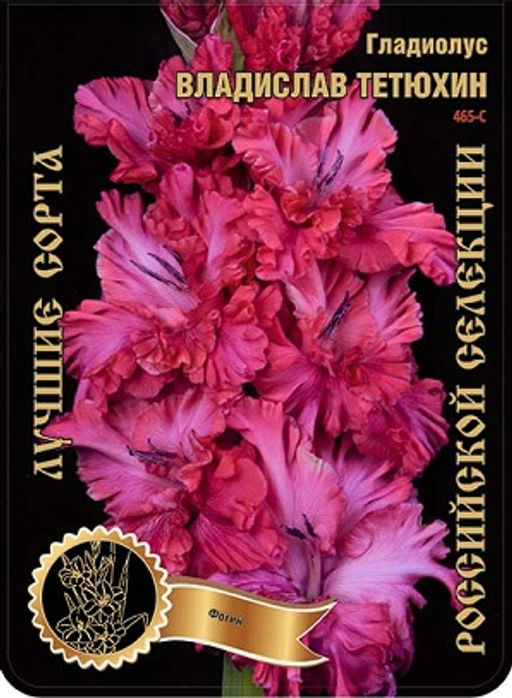 Гладиолус Владислав Тетюхин 475,Фотин 2 р-р 7шт (Ф)