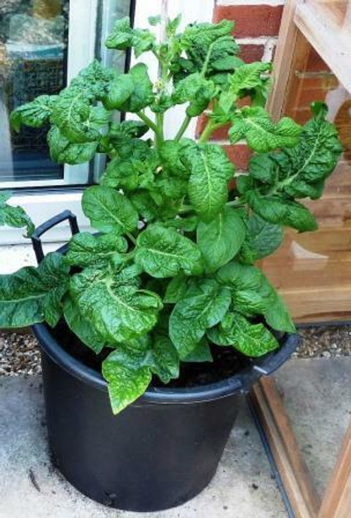 Помидоры Гном Медная Голова - Dwarf Copperhead Tomato