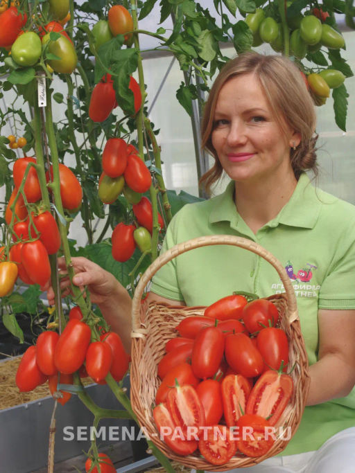 Томат Жара - Партнер фото 2