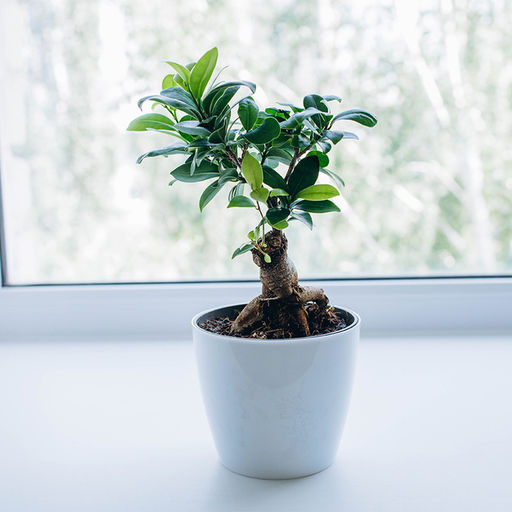 Цена за 3 шт. Кашпо для цветов, d=12.5 см, 1 л, пластик, белое