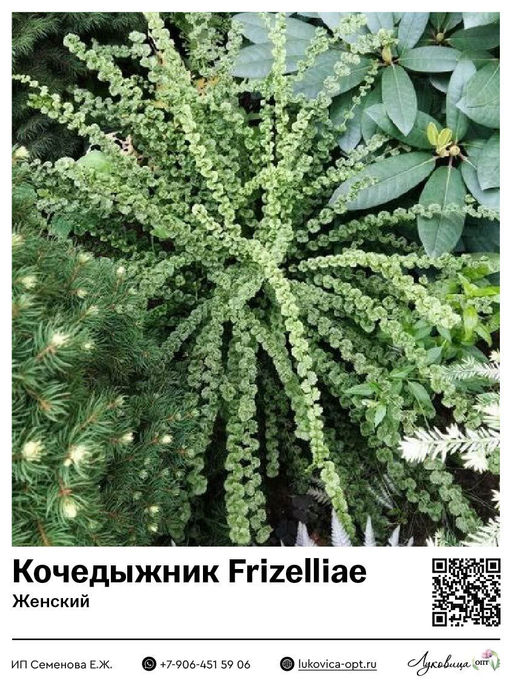 Кочедыжник Frizelliae (Женский)