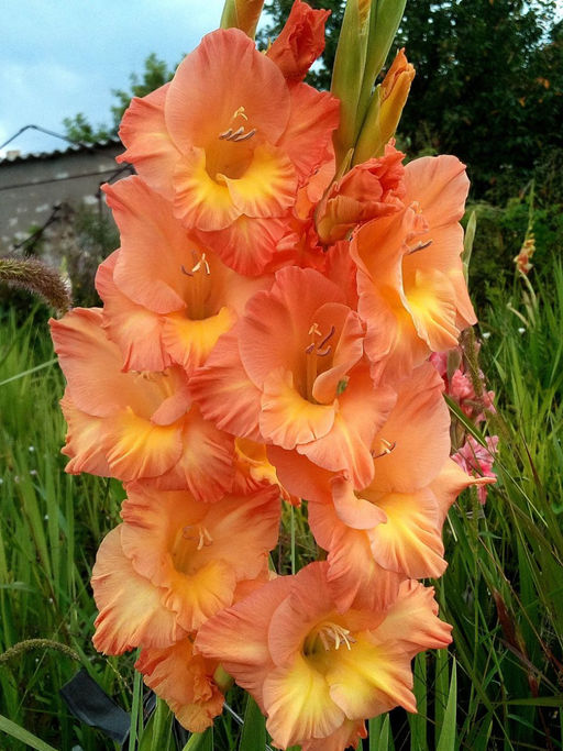 ГЛАДИОЛУС Сиерра Разбор 10/12 Кол-во упак., шт 8