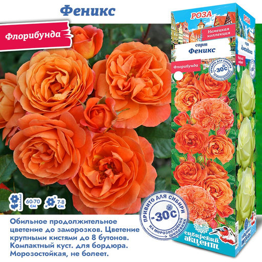 Роза Феникс (Флорибунда) 1шт
