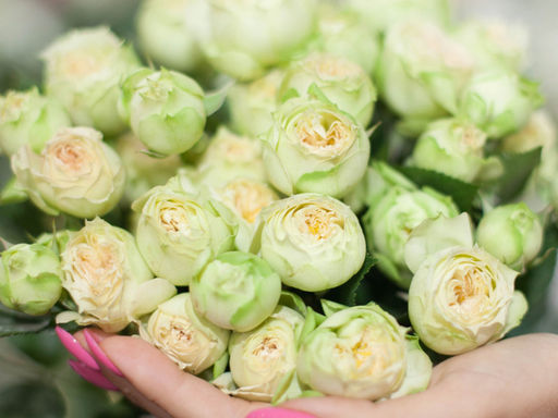 Роза Бланшетт