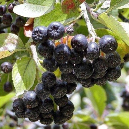 Арония сорт Смуглянка, 2х летняя