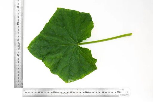 Огурец партенокарпический Уран - Партнер фото 6