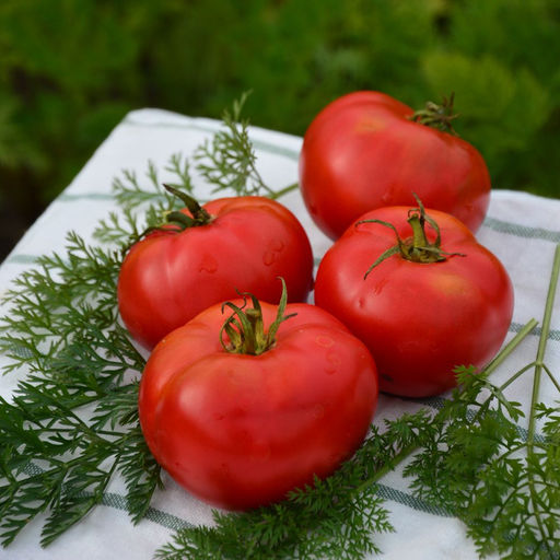 Томат КУДРЯВЫЙ МАЛЫШ коллекция Татьяны Штайнерт Авторская селекция - Уральский дачник фото 2