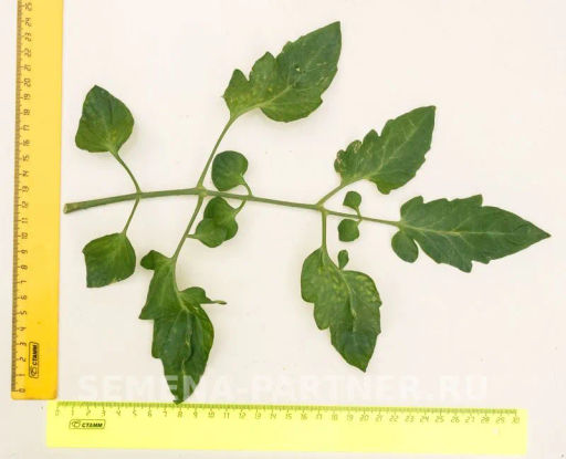 Томат Земледелец - Партнер фото 3