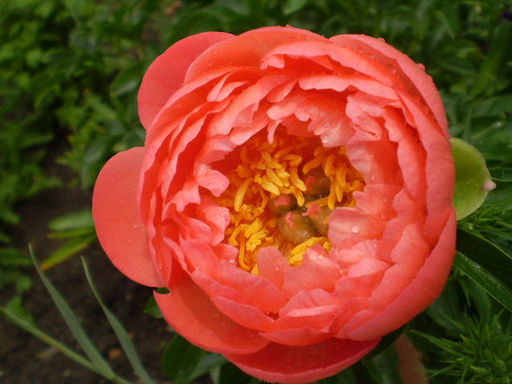 Пион Coral Sunset (Корал Сансет) - Долина роз фото 2