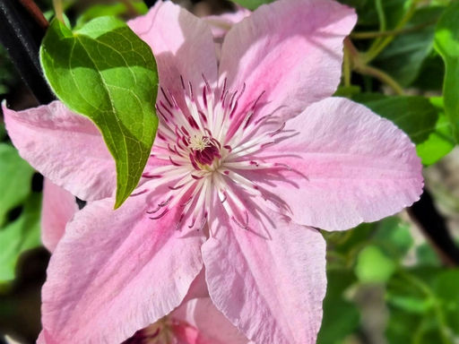 Клематис Пинк Фэнтези - Долина роз фото 4