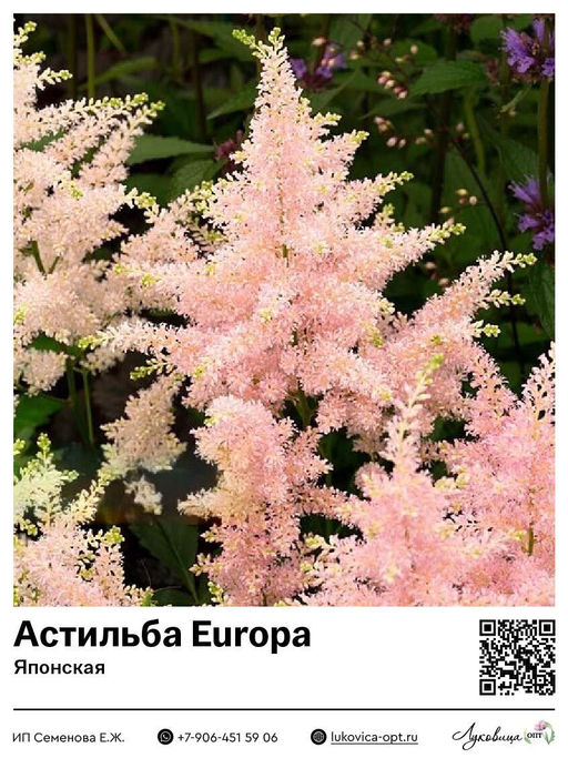 Астильба Europa (Японская)