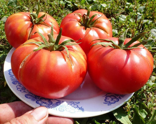 Помидоры Хулоури из Аджарии