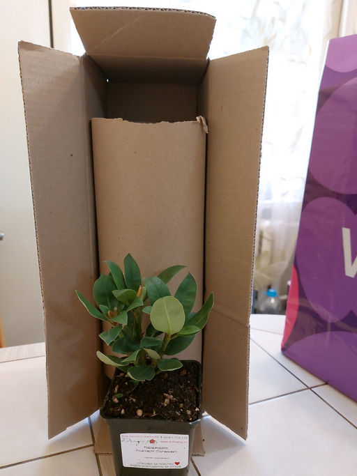 Рододендрон Поларнахт