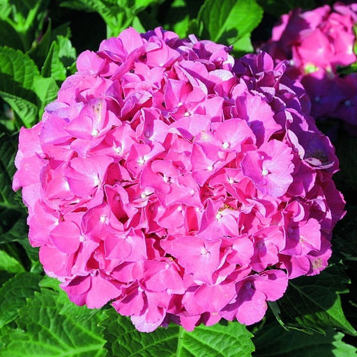 Гортензия крупнолистная Masja (Мася) - Голландские луковицы фото 3