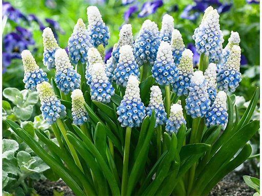 Мускари Mount Hood (Маунт Худ) 5шт - Долина роз фото 3