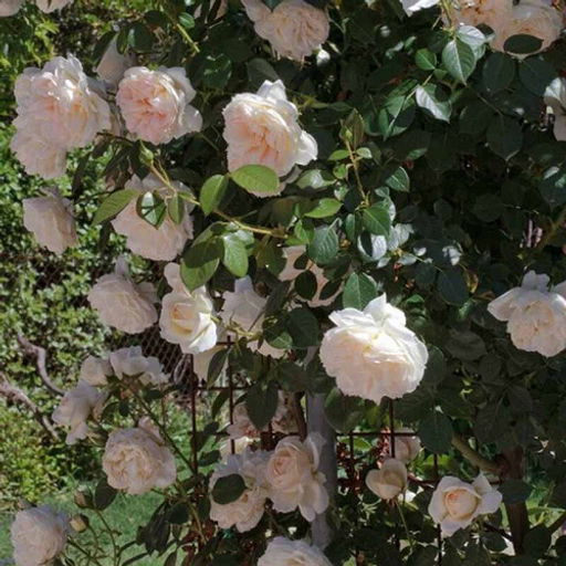 R329 МОН ЖАРДЕН Э МА МЕЗОН