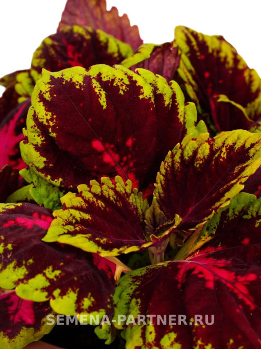 Колеус шлемниковидный крупнолистный Биг Бэн Вайн Ред - Партнер фото 4