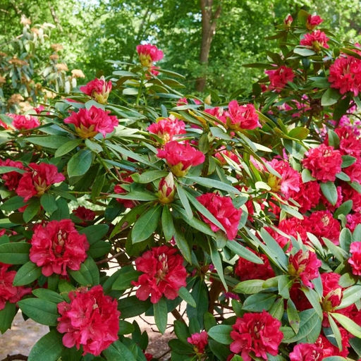 Рододендрон Марианна Фон Вайцзеккер - Долина роз фото 3