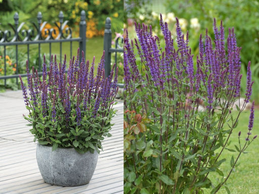 Шалфей дубравный Карадонна Компакт - Долина роз фото 4