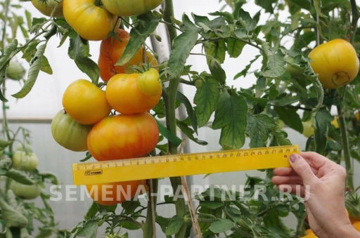 Томат Азоюшка - Партнер фото 5