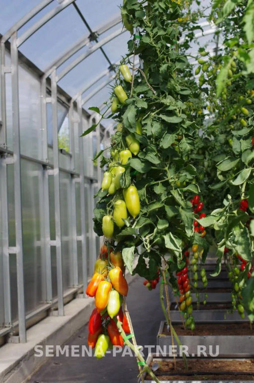 Томат Царское Искушение - Партнер фото 3