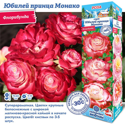 Роза Юбилей принца Монако (Флорибунда) 1шт
