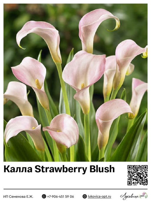 Калла Strawberry Blush