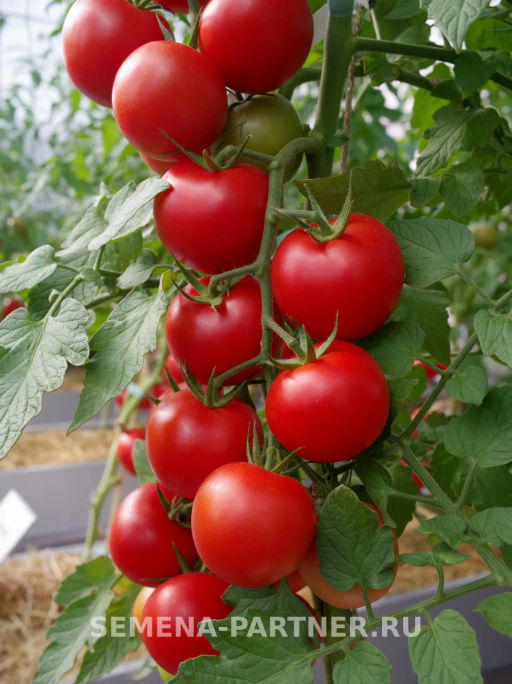 Томат Ахмар - Партнер фото 3