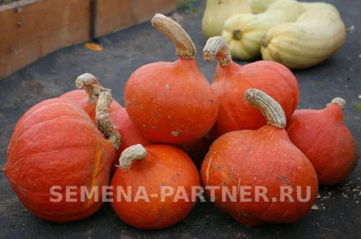 Тыква Оранж Саммер - Партнер фото 6