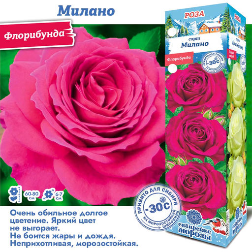 Роза Милано (Флорибунда) 1шт