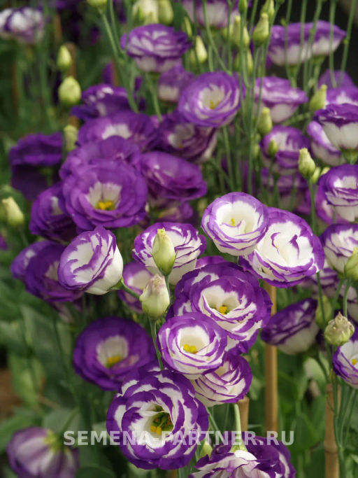 Эустома срезочная махровая голубая Принцесса Каролина - Партнер фото 5