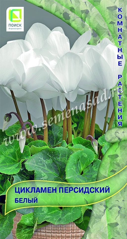 Цикламен персидский Белый (ЦВ) ("К) 2шт.
