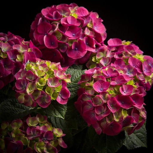 Гортензия крупнолистная Ningbo (Нинбо) - Голландские луковицы фото 2