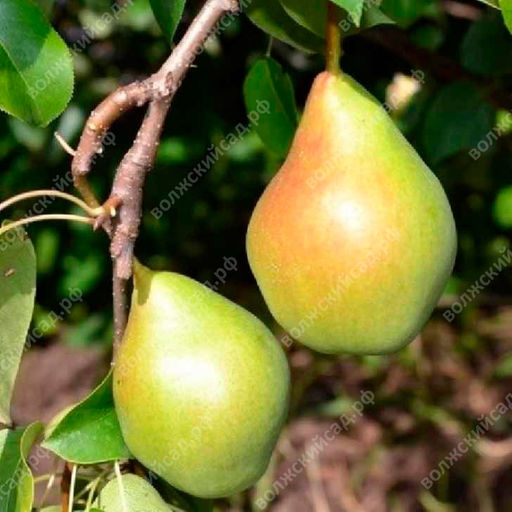 Груша Феерия