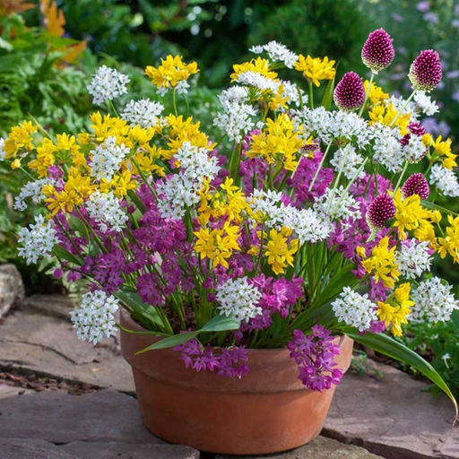 Лук декоративный смесь 10 шт - Долина роз фото 3