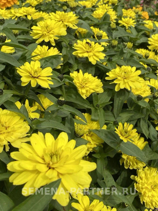 Цинния махровая Барышня-крестьянка Медовая Коврижка - Партнер фото 4