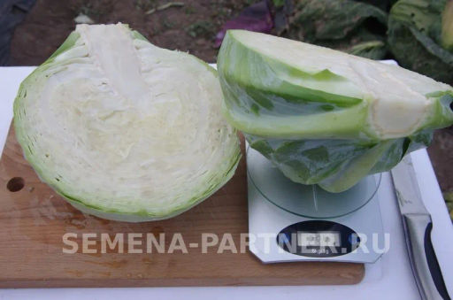 Капуста белокочанная позднеспелая Доминанта - Партнер фото 6