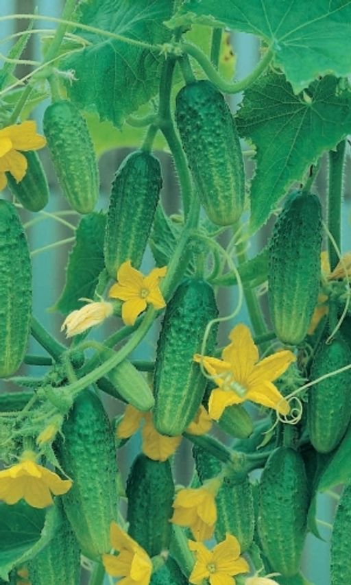 Огурец КРЕПЫШ F1 Великолепен для засолки! - Уральский дачник фото 2