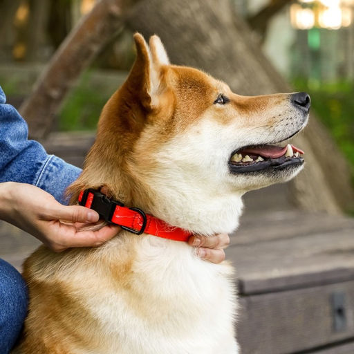 Ошейник One line, застёжка - фастекс, 2 см 25-40 см - Пушистое счастье фото 2