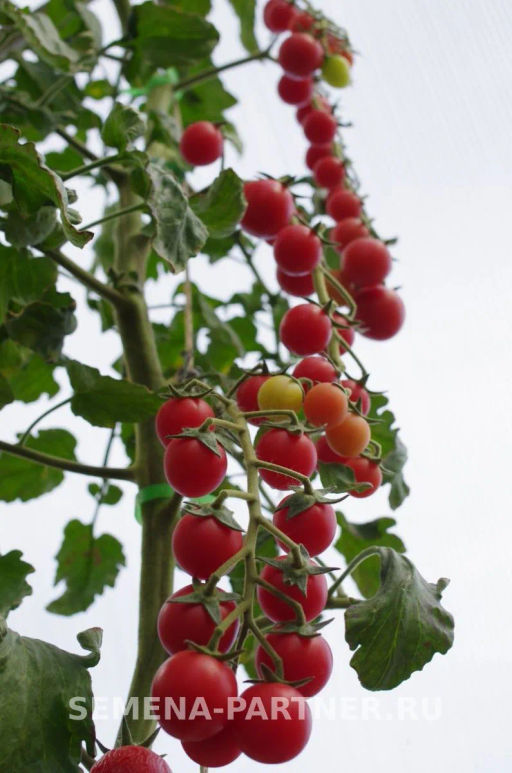 Томат Черрилулу - Партнер фото 3