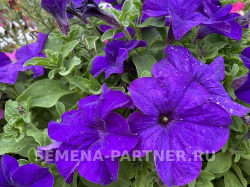 Петуния Кэнди Мелани прямостоячая синяя - Партнер фото 4