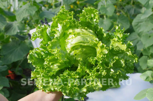 Салат кочанный Тарзан - Партнер фото 6