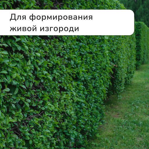 Кусторез, 19 (48 см), с деревянными ручками, Greengo  фото 6