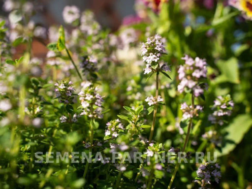 Тимьян Радужный - Партнер фото 3