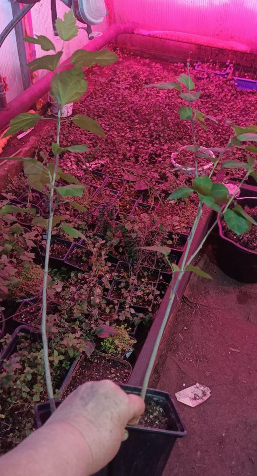 Гибискус сирийский (30-50 см) - 1000корней фото 4