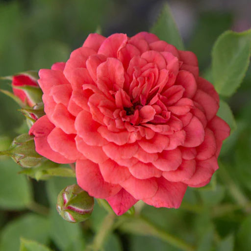 Роза Леди Пенелопа (Плетистая) 1шт