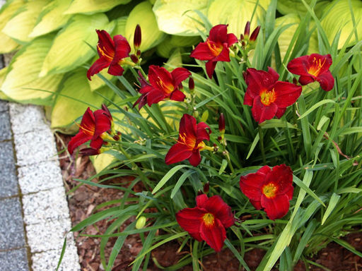 Лилейник Руби Стелла - Долина роз фото 3