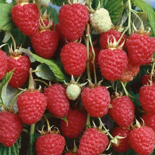 Малина Крепыш крупноплодная (коробка) 1шт