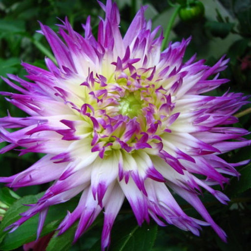 ГЕОРГИНА Веритейбл Разбор I Кол-во упак., шт 1