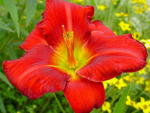 Лилейник Амадеус